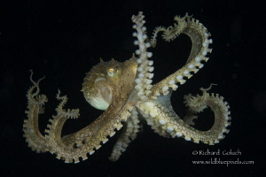 Coconut Octopus on a night dive,Anilao,Phillippines. by Richard Goluch 